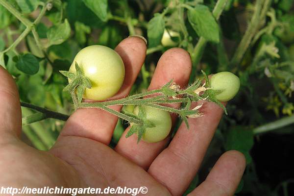 42-days-tomato-gruene-tomaten