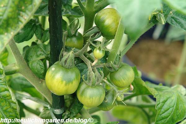 noch-kleine-tomaten