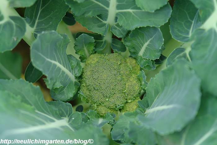 junger-broccoli