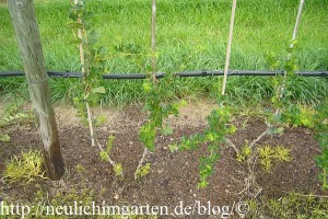 johannisbeeren-richtig-pflanzen