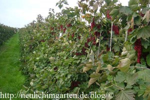 johannisbeerplantage