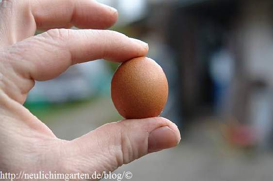 Jeden Tag neue Herausforderungen, oder vom wahrscheinlich kleinsten Ei