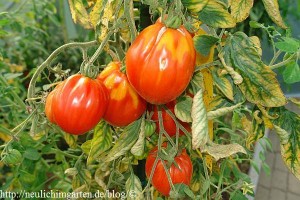 tomate-sorte-aurea