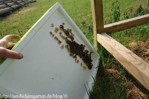 bienen-bauen-am-deckel