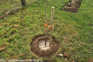 frisch-gepflanzter-obstbaum