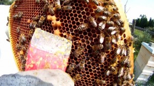 Bienenvolk drohnenbruetig