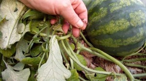 Wie erkennt man eine reife Wassermelone