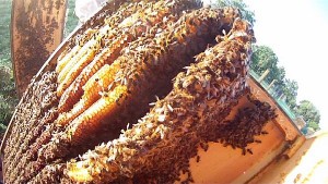 Honigraum Bienenkiste