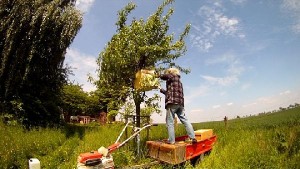 Bienen aus dem Baum schuetteln