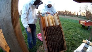 Bienenkiste Honigraum vorbereiten