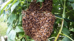 Bienenschwarm in den Himbeeren