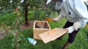 Bienenschwarm einfangen