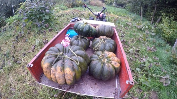 Melonen Pflanzen Kuerbis Ernten Wie Das Geht Sehen Sie Selbst