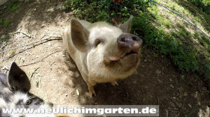 Schweine in der Edermuehle