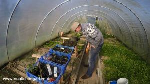 Gemuesezwiebeln im Garten anbauen