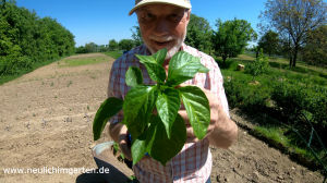 Paprika pflanzen