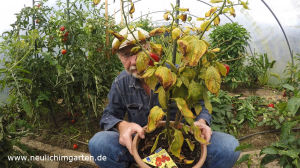 Chili im Topf anbauen