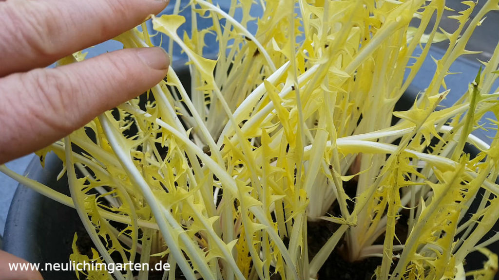 Frischen Wildsalat mitten im Winter, oder warum man als Gartenyoutuber ...